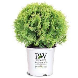 2 Gallon Proven Winners Anna's Magic Ball Arborvitae Shrub