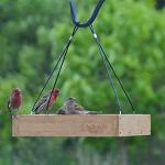 Nature's Way Bird Products Bamboo BWF3 Hanging Platform Feeder, 12" x 12"