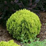 2 Gallon Proven Winners Anna's Magic Ball Arborvitae Shrub