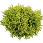 2 Gallon Proven Winners Anna's Magic Ball Arborvitae Shrub