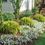 2 Gallon Proven Winners Anna's Magic Ball Arborvitae Shrub