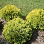 2 Gallon Proven Winners Anna's Magic Ball Arborvitae Shrub