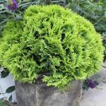 2 Gallon Proven Winners Anna's Magic Ball Arborvitae Shrub