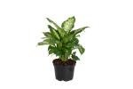 Costa Farms Dieffenbachia Live Indoor Plant, Easy to Grow Houseplant, Potted in Indoors Garden Nursery Plant Pot, Potting Soil Mix, Grower's Choice, Home and Office Plants Decor, 1 Foot Tall