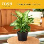 Costa Farms Dieffenbachia Live Indoor Plant, Easy to Grow Houseplant, Potted in Indoors Garden Nursery Plant Pot, Potting Soil Mix, Grower's Choice, Home and Office Plants Decor, 1 Foot Tall