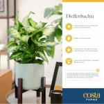 Costa Farms Dieffenbachia Live Indoor Plant, Easy to Grow Houseplant, Potted in Indoors Garden Nursery Plant Pot, Potting Soil Mix, Grower's Choice, Home and Office Plants Decor, 1 Foot Tall