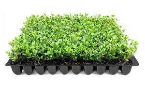 Wintergreen Boxwood | 20 Live Plants | Buxus Microphylla | Evergreen Shrub, Dense Foliage, Formal Garden, Low Maintenance, Privacy Hedge, Year-Round Interest, Landscaping Shrub