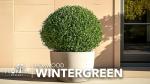 Wintergreen Boxwood | 20 Live Plants | Buxus Microphylla | Evergreen Shrub, Dense Foliage, Formal Garden, Low Maintenance, Privacy Hedge, Year-Round Interest, Landscaping Shrub