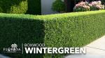 Wintergreen Boxwood | 20 Live Plants | Buxus Microphylla | Evergreen Shrub, Dense Foliage, Formal Garden, Low Maintenance, Privacy Hedge, Year-Round Interest, Landscaping Shrub