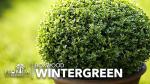 Wintergreen Boxwood | 20 Live Plants | Buxus Microphylla | Evergreen Shrub, Dense Foliage, Formal Garden, Low Maintenance, Privacy Hedge, Year-Round Interest, Landscaping Shrub