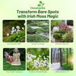 Outsidepride Irish Moss Ground Cover Seeds - 10000 Pcs Perennial Low Growing, Mat-Forming Lawn Alternative, Outdoor Ground Cover Seeds with Shade Tolerance, Ideal for Pathways and Rock Gardens