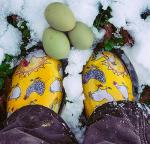 Sloggers Original Waterproof Rain and Garden Shoe for Women– Outdoor Slip-On Garden Clog - Made in The USA with Premium Comfort Insole and Arch Support - Chickens Daffodil Yellow, Size 7