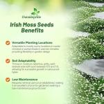 Outsidepride Irish Moss Ground Cover Seeds - 10000 Pcs Perennial Low Growing, Mat-Forming Lawn Alternative, Outdoor Ground Cover Seeds with Shade Tolerance, Ideal for Pathways and Rock Gardens