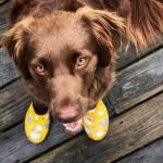 Sloggers Original Waterproof Rain and Garden Shoe for Women– Outdoor Slip-On Garden Clog - Made in The USA with Premium Comfort Insole and Arch Support - Chickens Daffodil Yellow, Size 7