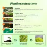 Outsidepride Irish Moss Ground Cover Seeds - 10000 Pcs Perennial Low Growing, Mat-Forming Lawn Alternative, Outdoor Ground Cover Seeds with Shade Tolerance, Ideal for Pathways and Rock Gardens