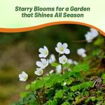 Outsidepride Irish Moss Ground Cover Seeds - 10000 Pcs Perennial Low Growing, Mat-Forming Lawn Alternative, Outdoor Ground Cover Seeds with Shade Tolerance, Ideal for Pathways and Rock Gardens