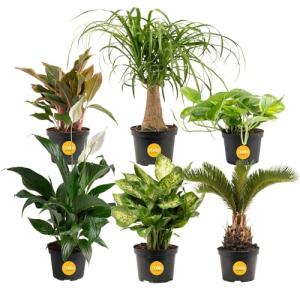 Costa Farms Live Plants | Pack of 6 | Easy to Grow Indoor Houseplants | 1-Foot Tall | Hand-Selected Variety Mix | 6-Inch Plant Pots | Housewarming Gift | Office and Room Decor