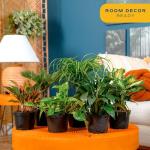 Costa Farms Live Plants | Pack of 6 | Easy to Grow Indoor Houseplants | 1-Foot Tall | Hand-Selected Variety Mix | 6-Inch Plant Pots | Housewarming Gift | Office and Room Decor