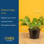 Costa Farms Live Plants | Pack of 6 | Easy to Grow Indoor Houseplants | 1-Foot Tall | Hand-Selected Variety Mix | 6-Inch Plant Pots | Housewarming Gift | Office and Room Decor