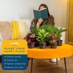 Costa Farms Live Plants | Pack of 6 | Easy to Grow Indoor Houseplants | 1-Foot Tall | Hand-Selected Variety Mix | 6-Inch Plant Pots | Housewarming Gift | Office and Room Decor