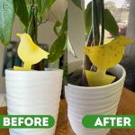 Kate's Home & Garden Plant Spray for Insects & Getting Rid of Gnats with 12 Sticky Traps. Fungus Gnat Killer & Bug Spray for Indoor Plants (16oz, Peppermint, Pet Safe, Non Toxic)