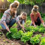 8 Varieties Greens Seeds Pack - 3,200+ Seeds (400 Seeds Each) Non-GMO Heirloom Seeds, Suitable for Indoor/Outdoor & Hydroponic Home Gardening