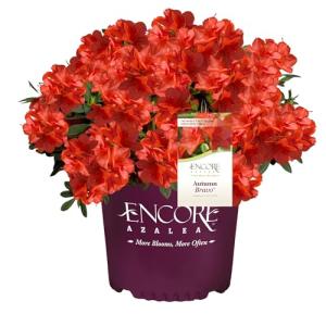 Encore Azalea Autumn Bravo Shrub, 1 Gal, Blazing Red