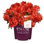 Encore Azalea Autumn Bravo Shrub, 1 Gal, Blazing Red
