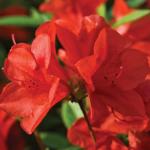 Encore Azalea Autumn Bravo Shrub, 1 Gal, Blazing Red