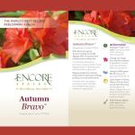 Encore Azalea Autumn Bravo Shrub, 1 Gal, Blazing Red