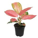China Red Aglaonema Chinese Evergreen Live Plant, Exotic House Plants Live Tropical Plants, Rare House Plants Indoors Live Plants Indoor Plants Live Houseplants Live Indoor by Plants for Pets
