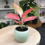 China Red Aglaonema Chinese Evergreen Live Plant, Exotic House Plants Live Tropical Plants, Rare House Plants Indoors Live Plants Indoor Plants Live Houseplants Live Indoor by Plants for Pets