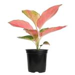 China Red Aglaonema Chinese Evergreen Live Plant, Exotic House Plants Live Tropical Plants, Rare House Plants Indoors Live Plants Indoor Plants Live Houseplants Live Indoor by Plants for Pets