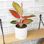 China Red Aglaonema Chinese Evergreen Live Plant, Exotic House Plants Live Tropical Plants, Rare House Plants Indoors Live Plants Indoor Plants Live Houseplants Live Indoor by Plants for Pets