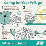 China Red Aglaonema Chinese Evergreen Live Plant, Exotic House Plants Live Tropical Plants, Rare House Plants Indoors Live Plants Indoor Plants Live Houseplants Live Indoor by Plants for Pets