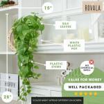 ROVALA Silk Plants for Home Decor Indoor in Pot Realistic Artificial Plants Fake Hanging Plants Faux Plants Indoor Fake Potted Plants Fake Plants for Shelves Bathroom Plants, Fake Pothos (Light Green)