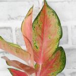 China Red Aglaonema Chinese Evergreen Live Plant, Exotic House Plants Live Tropical Plants, Rare House Plants Indoors Live Plants Indoor Plants Live Houseplants Live Indoor by Plants for Pets