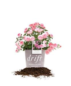 Sweet Drift 1 Gallon