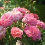 Sweet Drift 1 Gallon