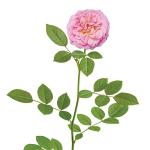 Sweet Drift 1 Gallon