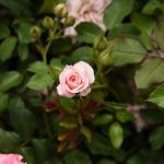 Sweet Drift 1 Gallon