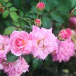 Sweet Drift 1 Gallon