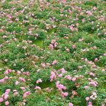 Sweet Drift 1 Gallon