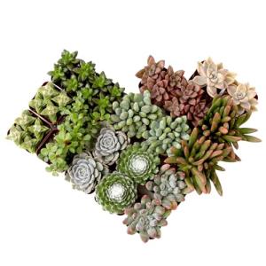20-Pack Live Succulent Plants for Your Home