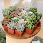 20-Pack Live Succulent Plants for Your Home