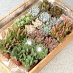 20-Pack Live Succulent Plants for Your Home