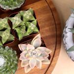 20-Pack Live Succulent Plants for Your Home