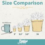 20-Pack Live Succulent Plants for Your Home