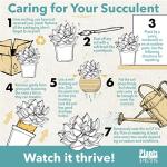 20-Pack Live Succulent Plants for Your Home