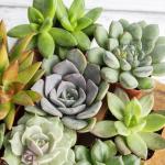 20-Pack Live Succulent Plants for Your Home